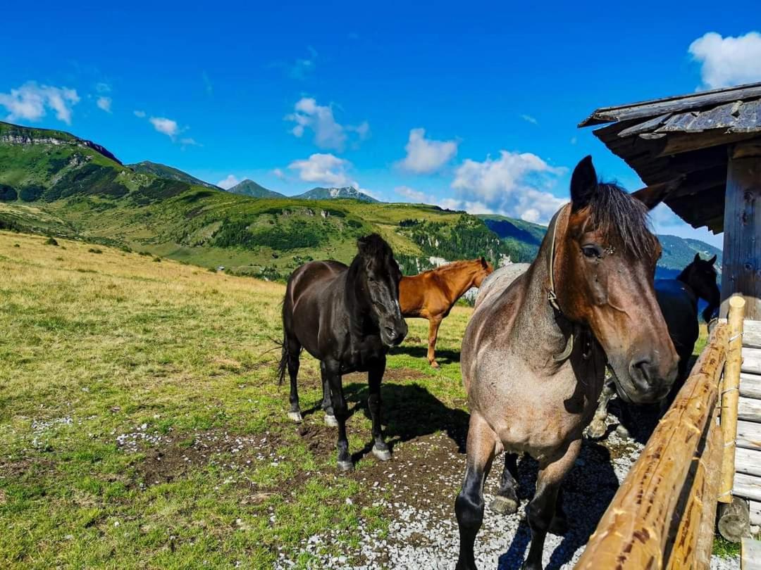 Cabana Cascada Cailor Hotel Borşa Eksteriør billede